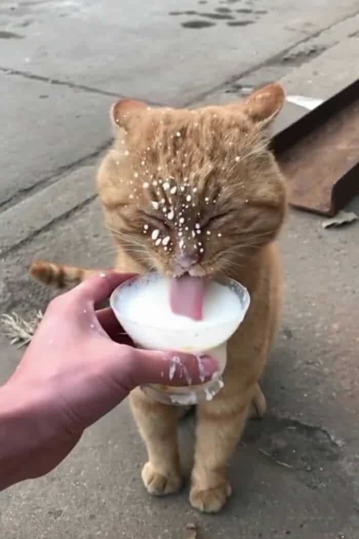 A funny animal picture of an orange cat aggressively drinking milk and making a huge mess.