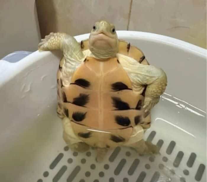 A funny animal picture of a sassy turtle standing in a wash bin and posing with one arm up.
