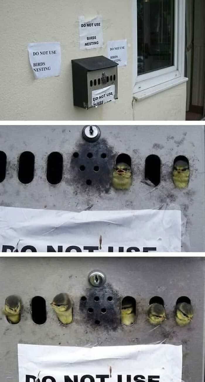 A funny animal picture of baby birds nesting in a mailbox, ignoring the "DO NOT USE" signs.