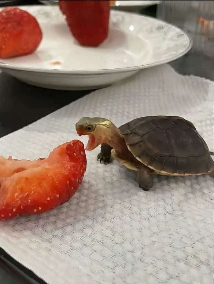 A funny animal picture of a tiny turtle with its mouth wide open, yelling at a strawberry.