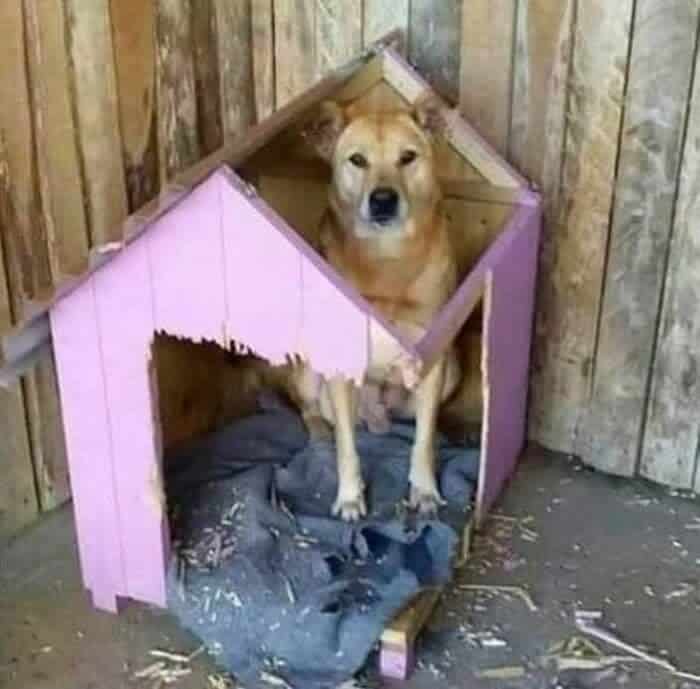 A funny animal picture of a large dog sitting inside a tiny, broken doghouse that is too small.