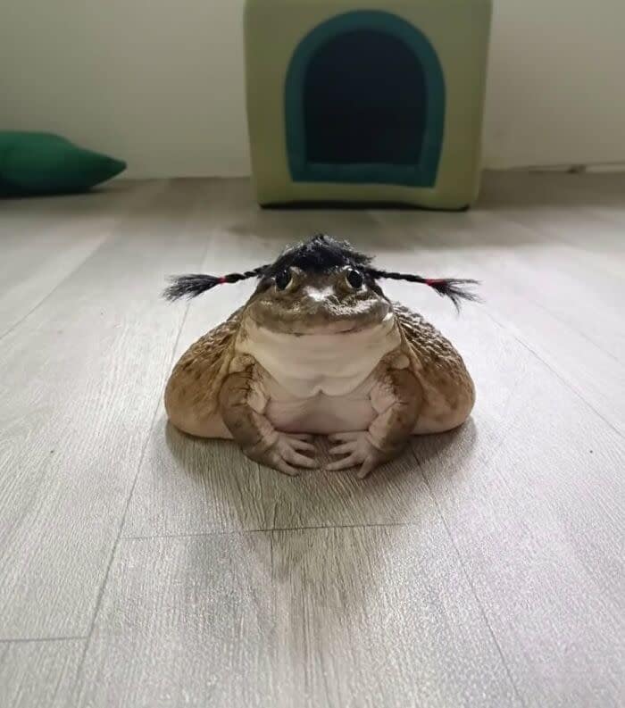 A funny animal picture of a large, grumpy frog sitting on the floor and wearing a pigtail wig.