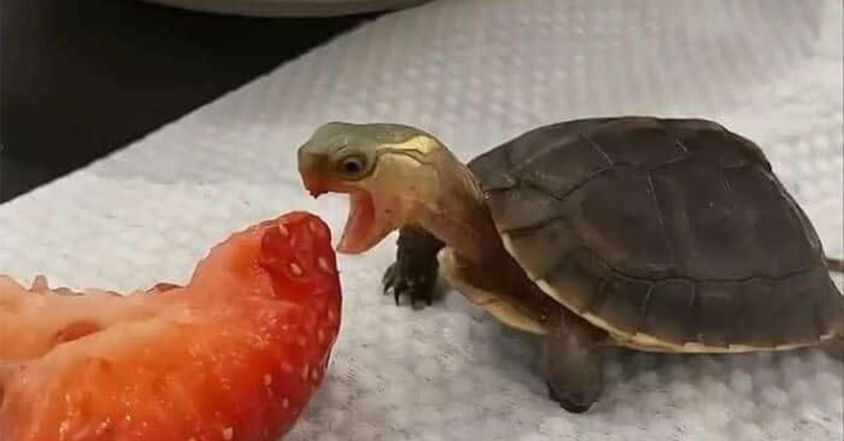 A gallery of the best funny animal pictures, featuring cute dogs, cats, and frogs.