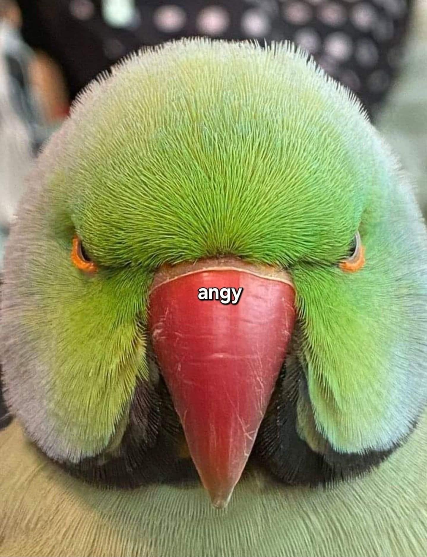 A funny bird meme closeup of a green parrot looking furious, with the simple caption "angy."