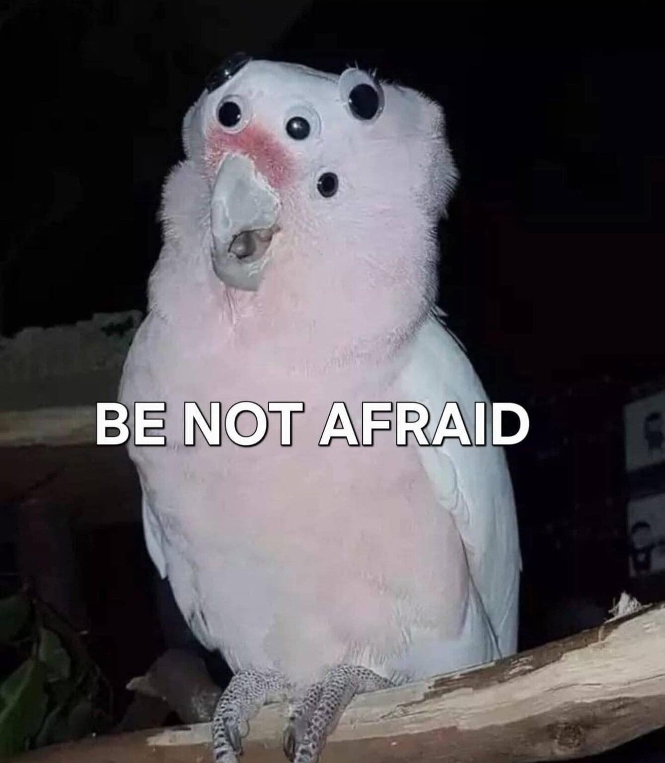 34 Funny Bird Memes To Perch In Your Camera Roll
