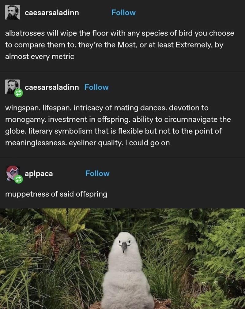 A funny bird meme and Tumblr post praising the albatross, ending with its "muppetness" and a picture of the baby bird