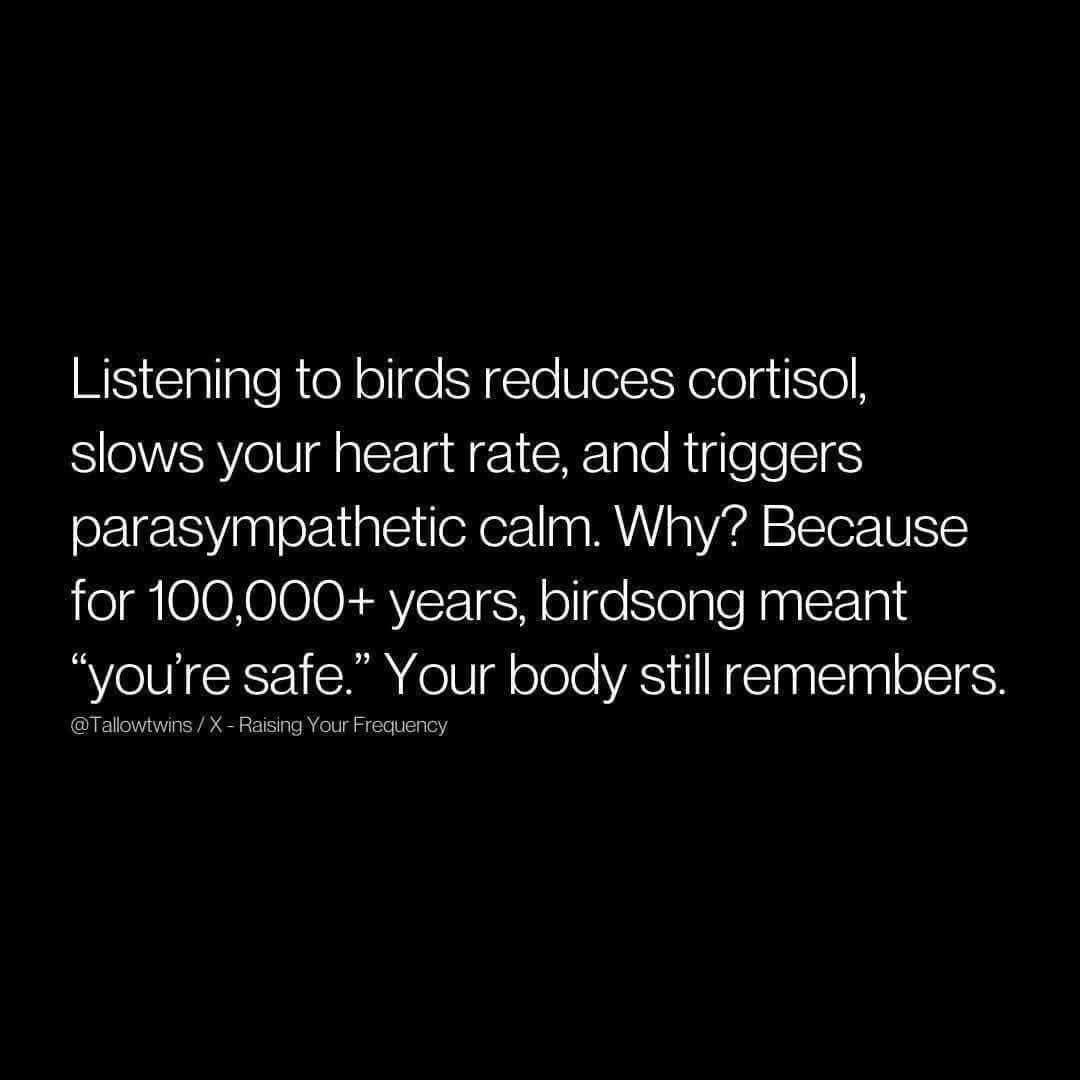 A cool fact and funny bird meme, explaining that birdsong is calming because it meant "you're safe" to our ancestors.