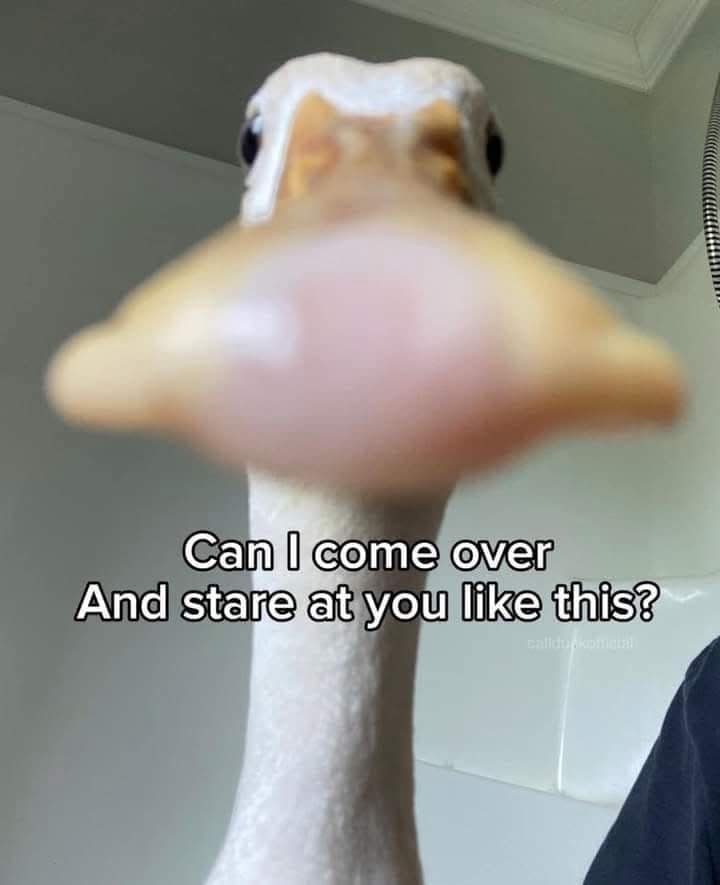 A funny bird meme of a duck with its beak pressed to the camera, asking to "come over and stare."