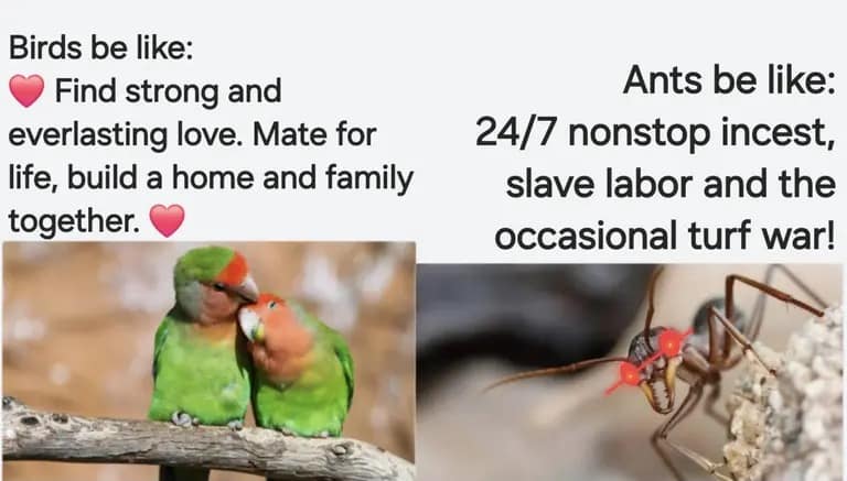 Funny meme comparing the wholesome, romantic life of birds to the chaotic, violent life of ants (incest, war).