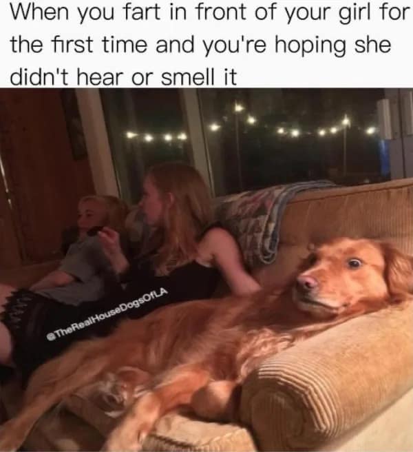 Golden retriever looking nervous side eye farting in relationship funny memes.