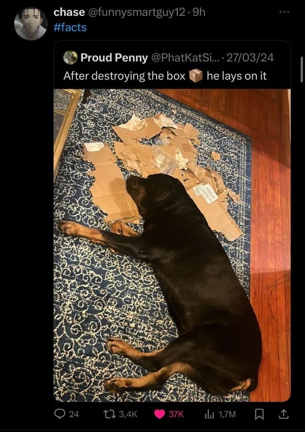 Rottweiler dog sleeping comfortably on top of shredded cardboard box funny memes.