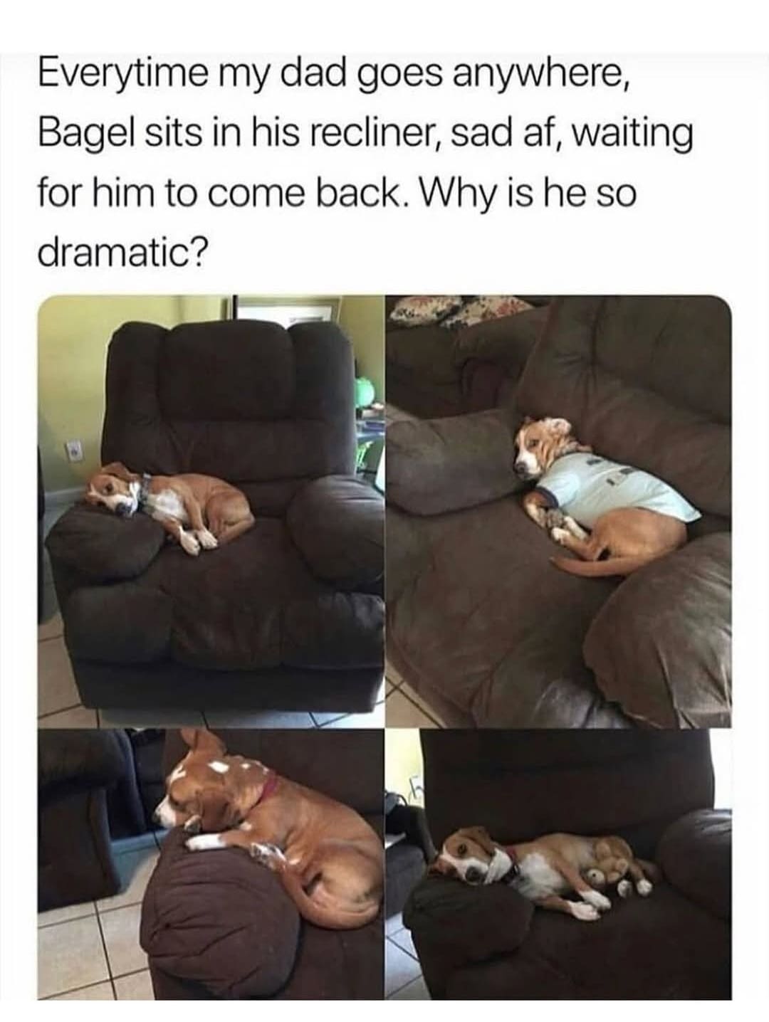 A wholesome, funny meme showing a "dramatic" dog named Bagel sadly sleeping in its dad's recliner.