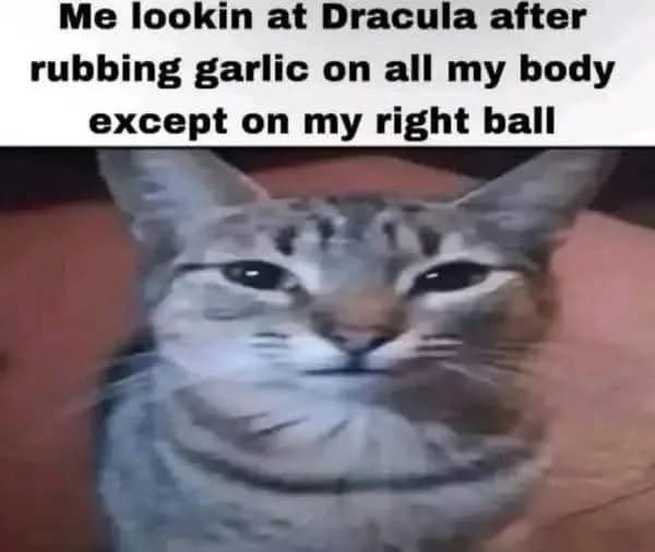 Cat staring blankly with caption about rubbing garlic on body for Dracula funny memes.