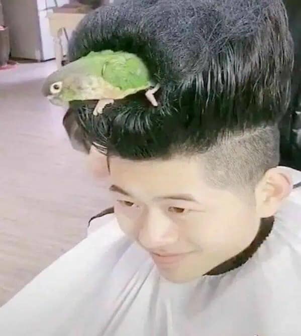 Funny pic of a man getting a haircut while his pet green parrot sits on top of his hair.
