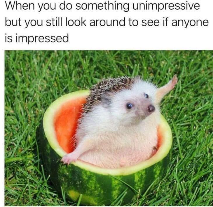 Funny, relatable meme of a cute hedgehog in a watermelon, looking around for validation after doing something unimpressive.