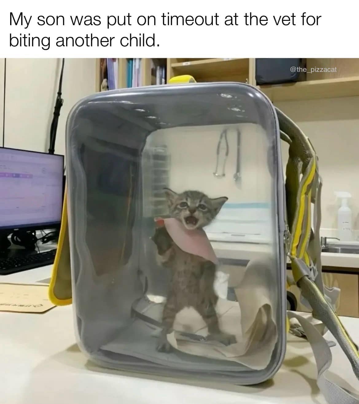 A funny pic of a tiny, feral kitten in a carrier, captioned "My son was put on timeout at the vet for biting another child."