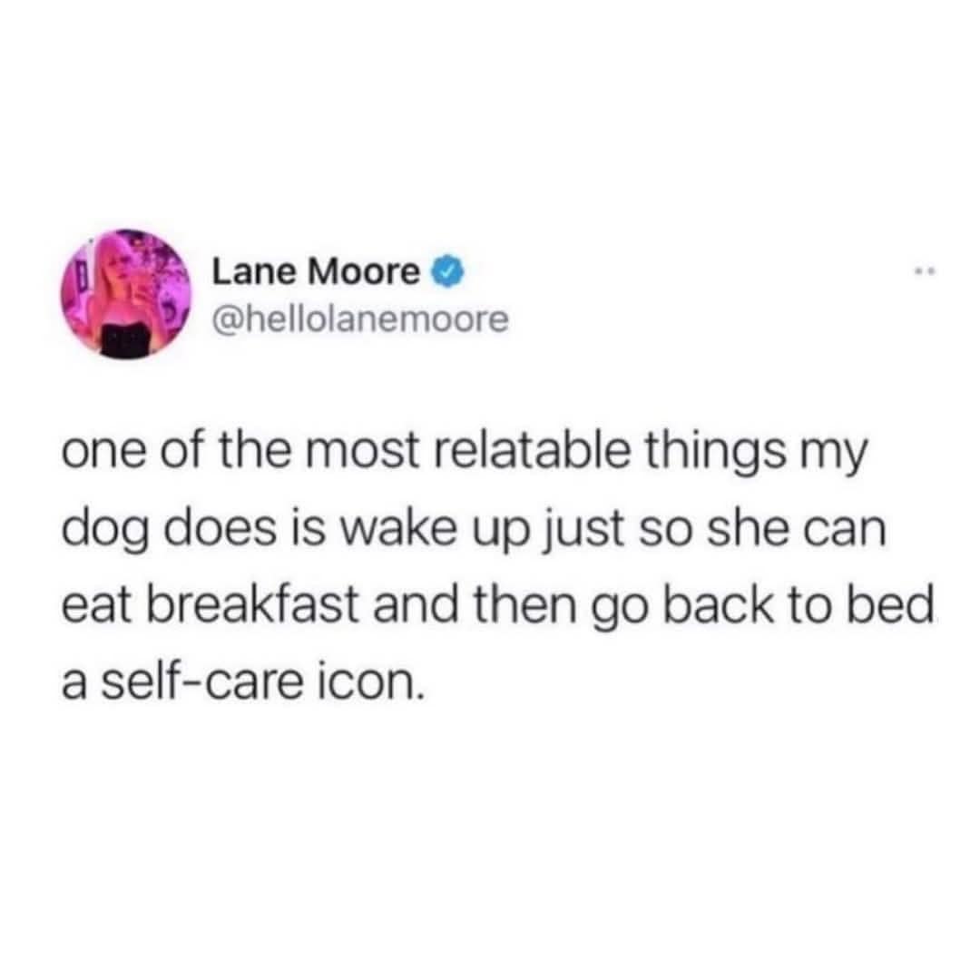 A funny pic of a tweet about a "self-care icon" dog that wakes up, eats breakfast, and goes back to bed.