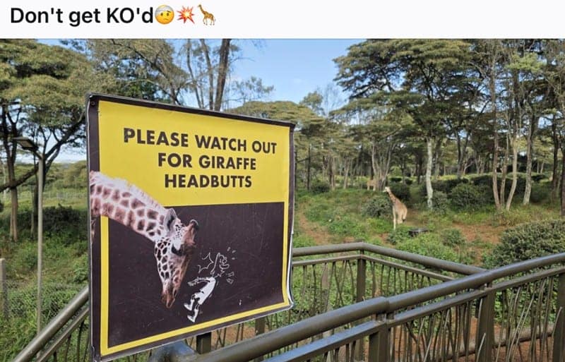 A funny sign at a zoo warning visitors to "Please watch out for giraffe headbutts."