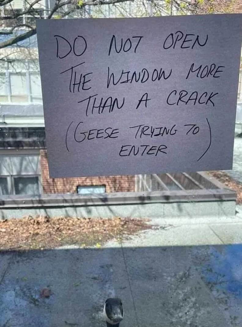 A funny sign on a window that says "Do not open... (Geese trying to enter)," with a goose peeking in.