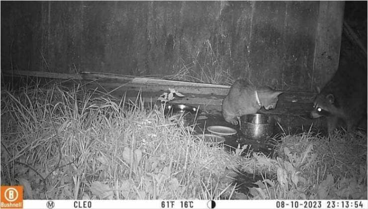 A funny trail cam pic of a cat eating while a raccoon with glowing eyes stares menacingly.