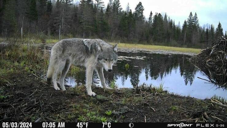 A majestic trail cam pic of a large grey wolf standing by a pond at dawn.