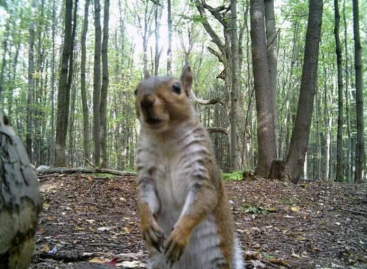 A funny trail cam pic of a squirrel standing up and looking shocked directly at the camera.