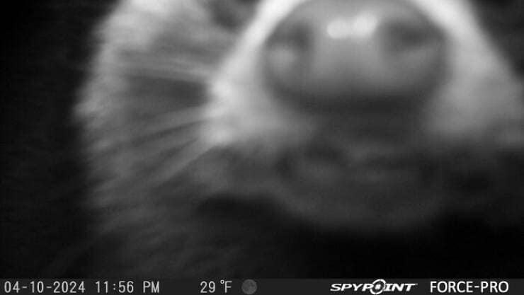 A blurry, scary, and funny trail cam pic of an animal's face pressed right against the lens