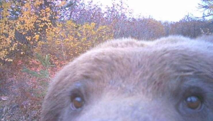 A funny trail cam pic showing an extreme closeup "selfie" of a bear's face looking into the lens.