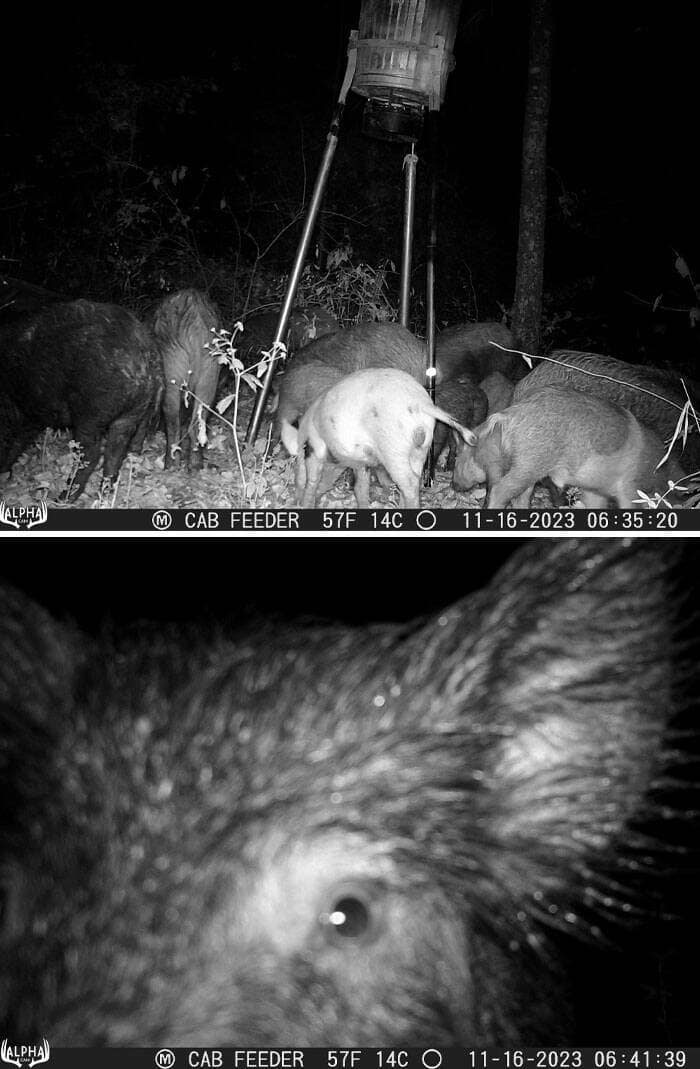 A two-panel funny trail cam pic showing wild boars at a feeder, then a terrifying closeup.