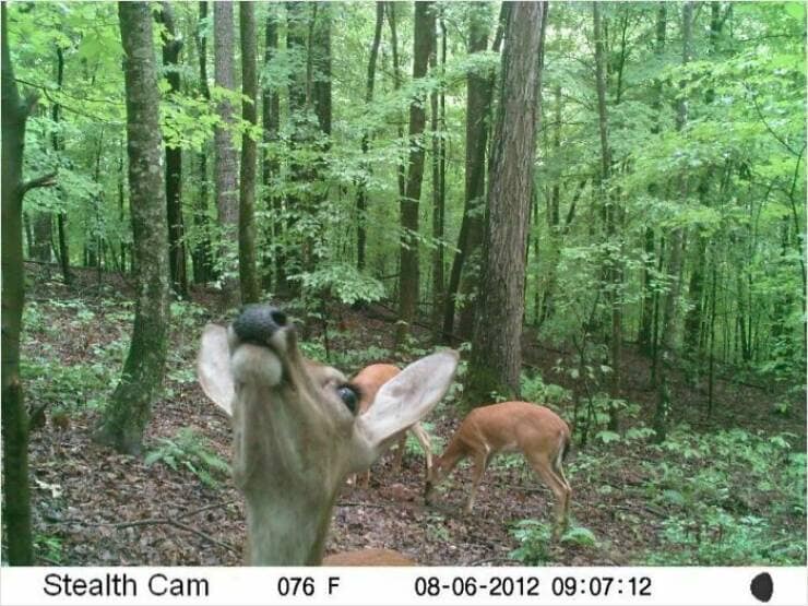 A funny trail cam pic of a deer with its head thrown back, looking like it is yelling or singing