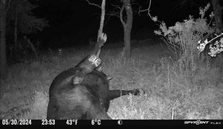 A funny trail cam pic of a large moose lying on its back with all four hooves up.