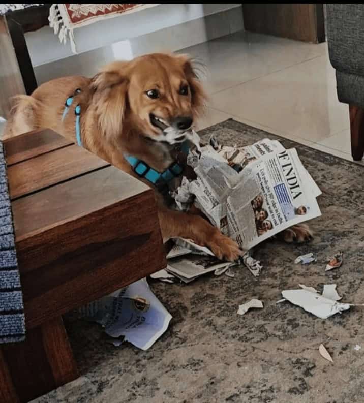 A guilty dog snarls menacingly while caught in the act of shredding a newspaper all over the floor.