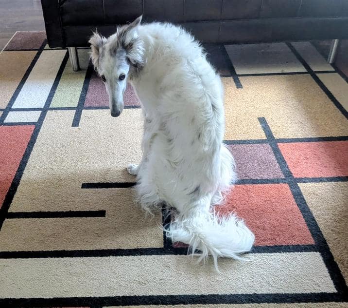 A white Borzoi dog with a long snout looks back over its shoulder with a very guilty expression.
