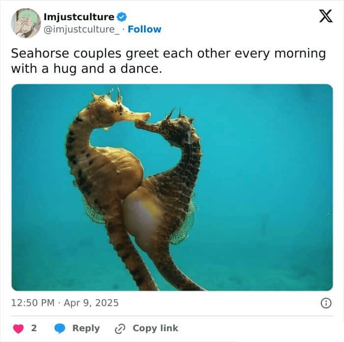 An interesting post showing a "split" lobster that is half orange and half brown, a rare genetic mutation