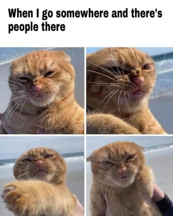 A four-panel introvert meme of a cat grimacing, captioned "When I go somewhere and there's people there."
