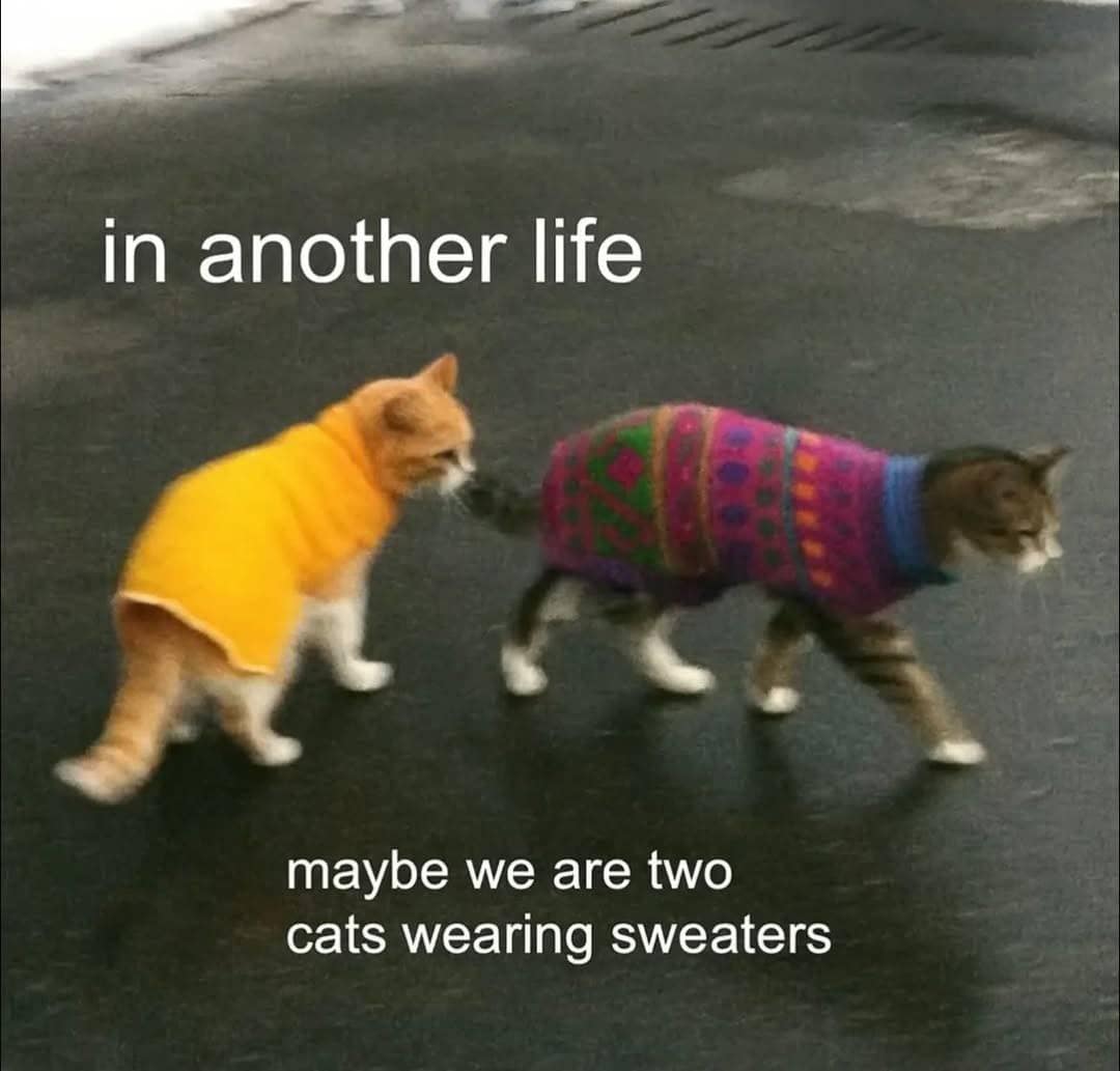 A hilarious meme of two cats in sweaters, captioned "in another life maybe we are two cats wearing sweaters."