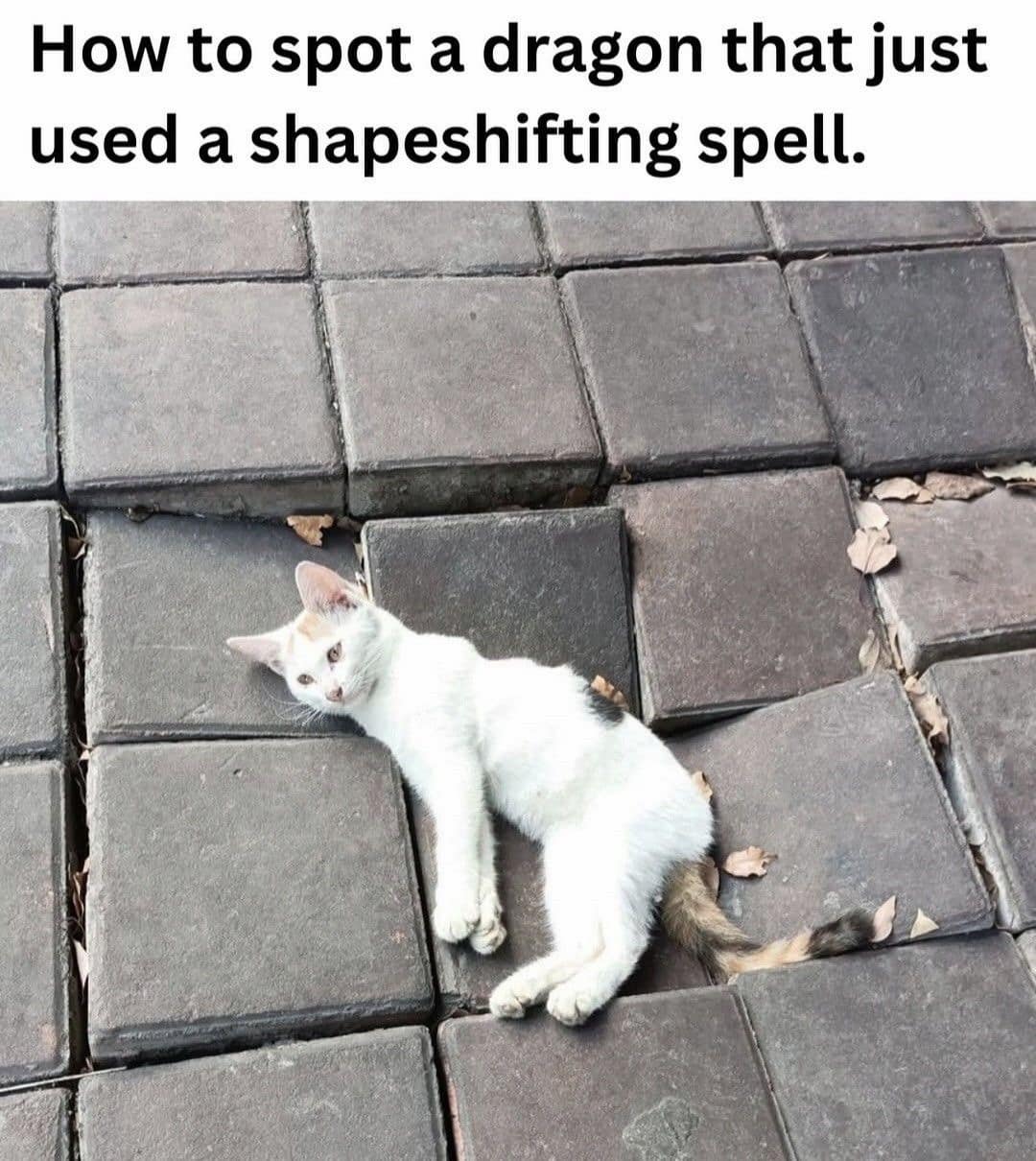 A funny meme of a cat on broken pavement, joking it's a "dragon that just used a shapeshifting spell."