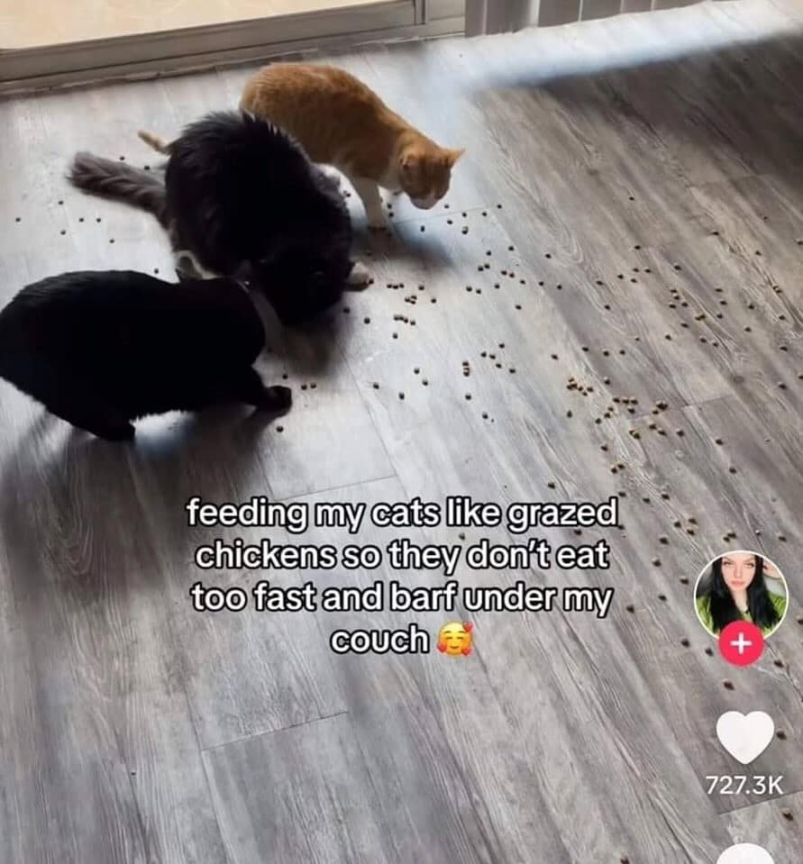 A hilarious meme and cat "life hack" showing cats "grazing" for food on the floor so they don't "barf."