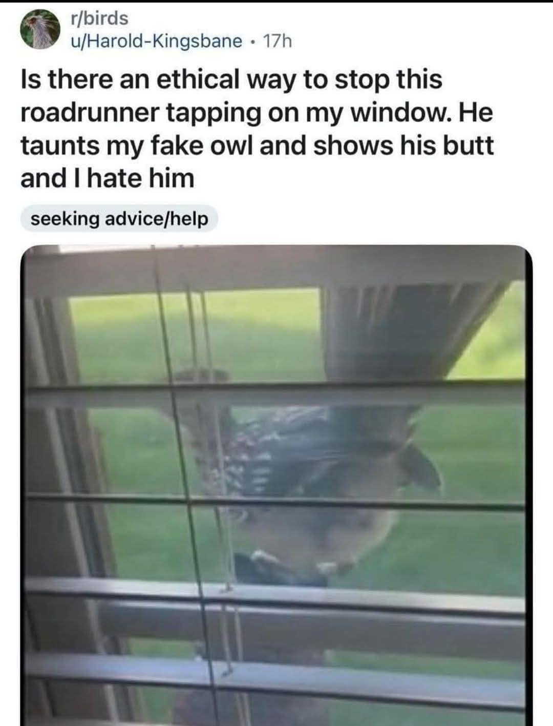 A funny meme from a Reddit post asking for "ethical" ways to stop a roadrunner that "taunts my fake owl and shows his butt."