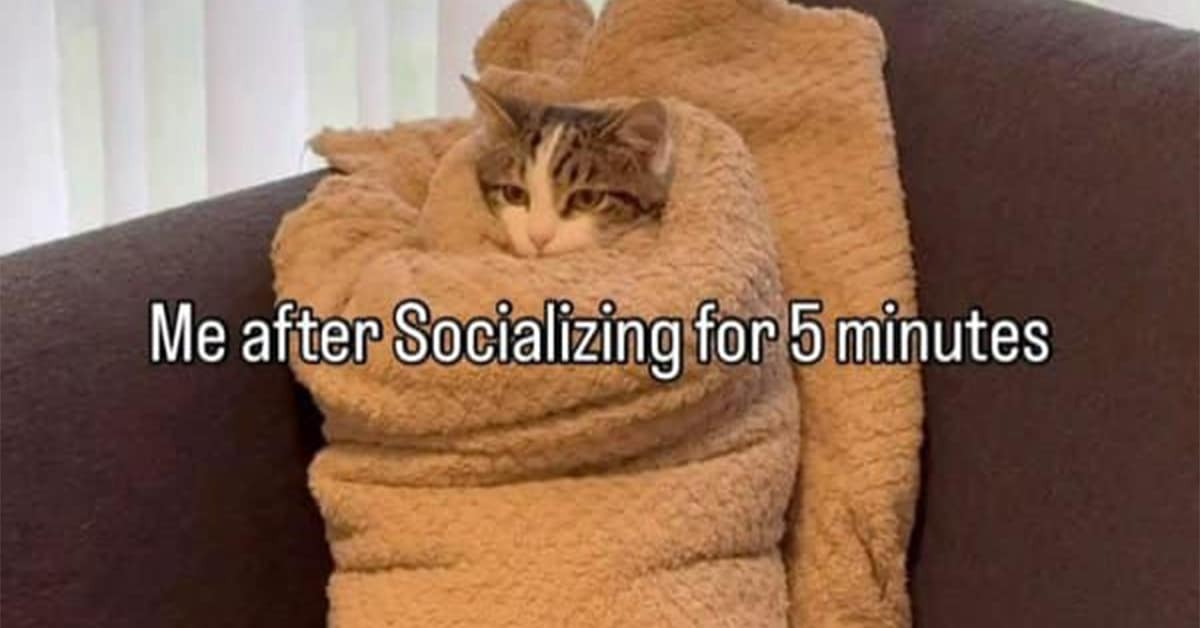 Black cat laying on a bed looking exactly like a seal in a funny meme.