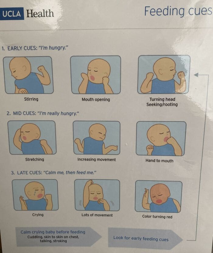 Illustrated guide showing early, mid, and late hunger cues in infants.