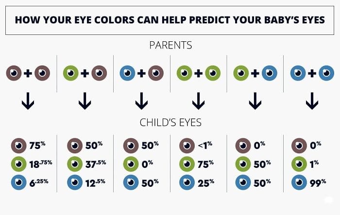 Genetic probability chart predicting a baby's eye color based on parent combinations.