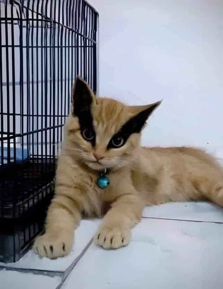 A unique orange cat with black fur markings over its eyes, resembling an anime character's hair.