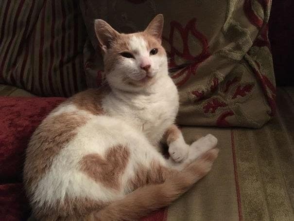 A unique orange and white cat with a perfect, large orange heart-shaped fur marking on its side.