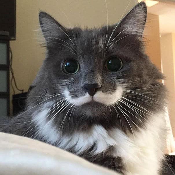 A very cute and unique cat with fluffy grey fur and a perfect white mustache marking.