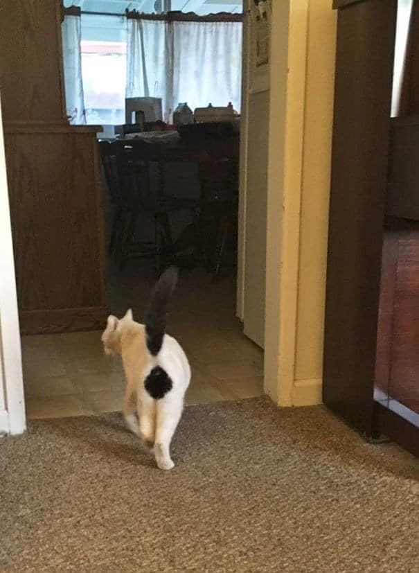 A unique cat walking away, showing off a perfect black circle spot on its white back.