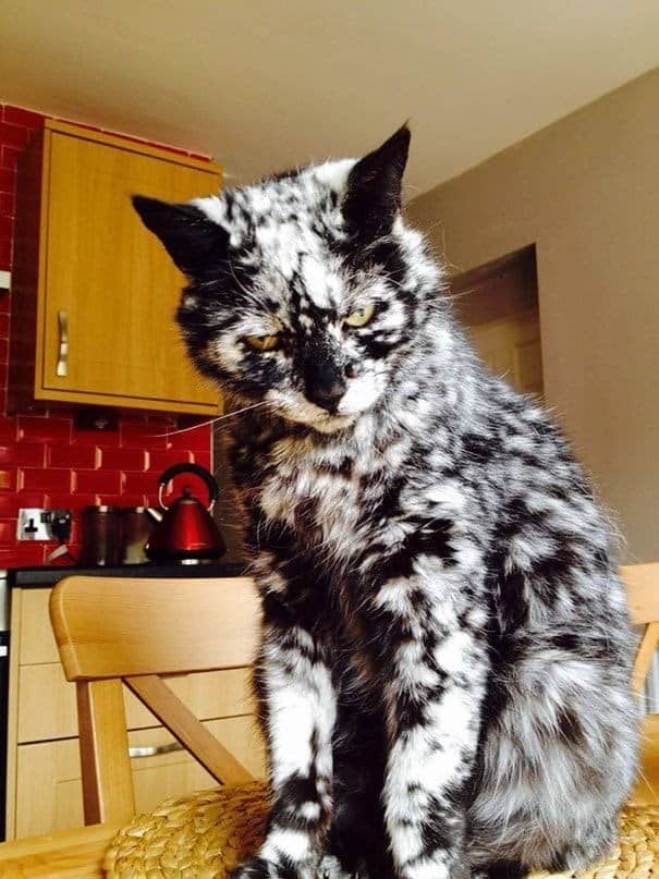 An incredibly unique cat with a rare black and white marbled "cookies and cream" fur pattern.