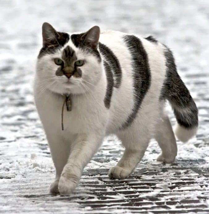 A unique cat with bold stripes on its back and a distinct flower-shaped marking on its face.