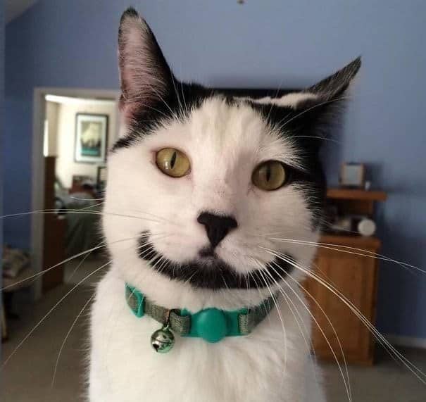 A unique cat with a black fur marking on its chin that perfectly resembles a permanent smile.