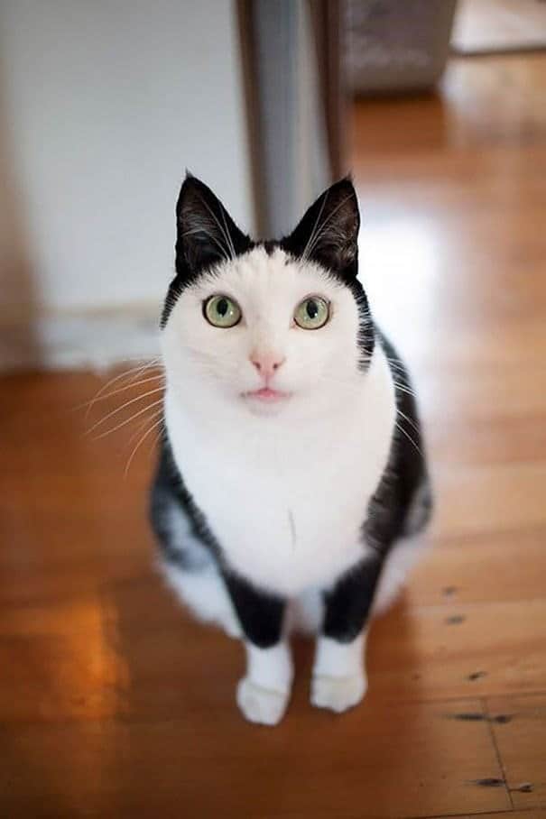 A unique cat with a white face and a perfect "cap" of black fur on its head.